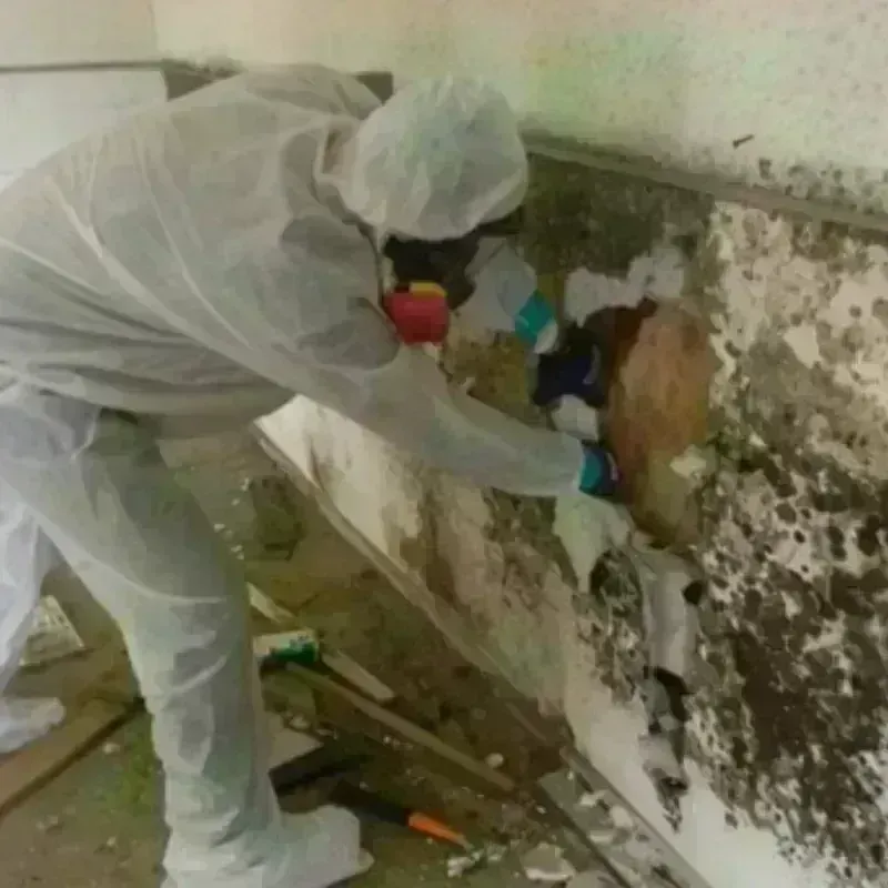 Mold Remediation and Removal in Roosevelt County, NM